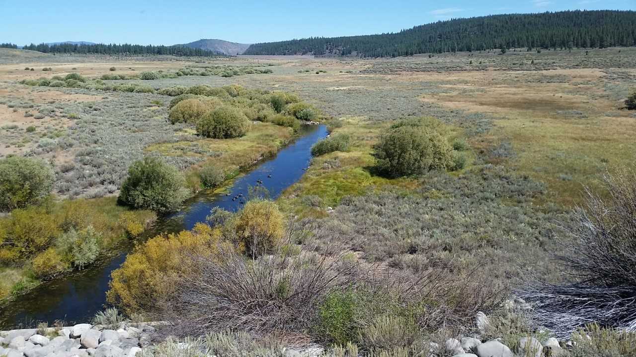 Dry Creek Meadow - Truckee River Watershed Council (TWRC) image